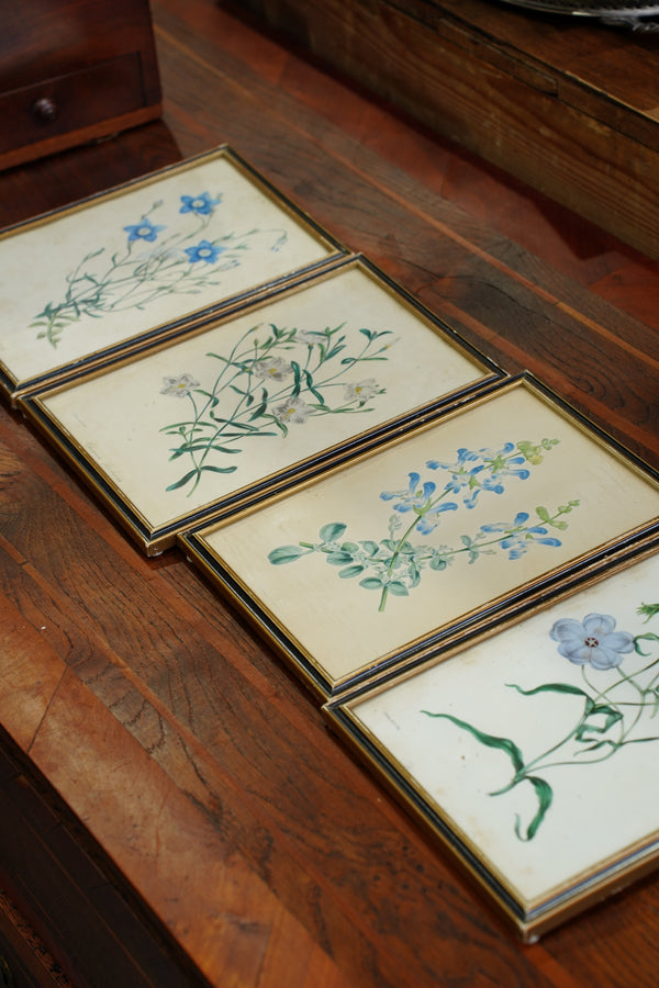 Set of Four - Antique Botanical Lithographs, Hand Colored Flower Prints