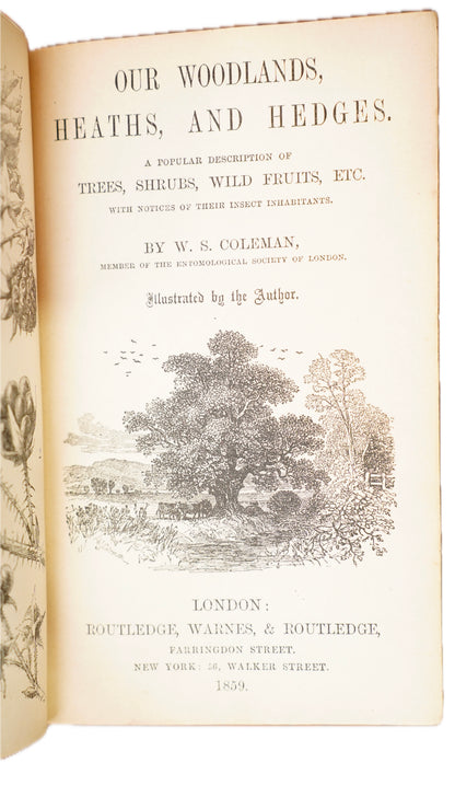 Antique Our Woodlands & British Butterflies W.S. Coleman Routledge 1859-1860