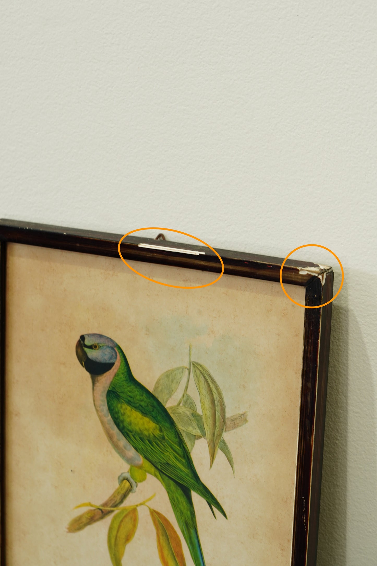 Set of 3 - Parrot Prints after John Gould