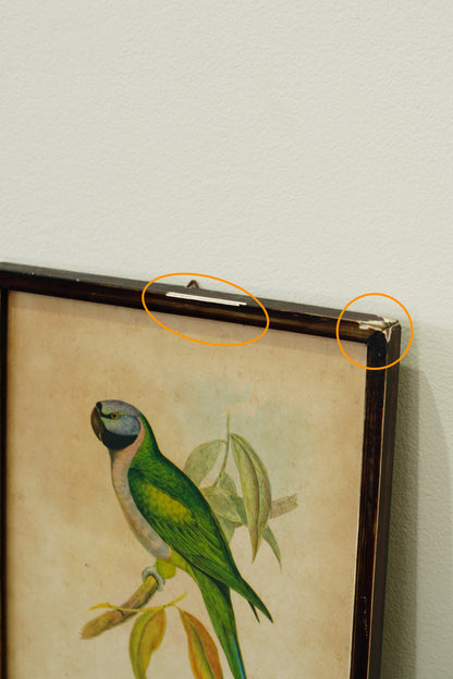Set of 3 - Parrot Prints after John Gould
