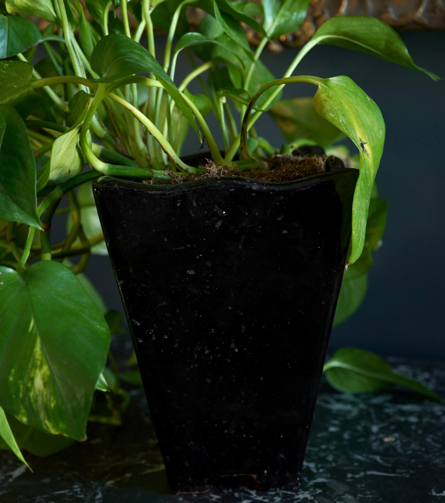 Mid-Century Japanese Black Tenmoku Glazed Terracotta Bonsai Pot | Wabi-Sabi Folk Craft Planter (8.75")