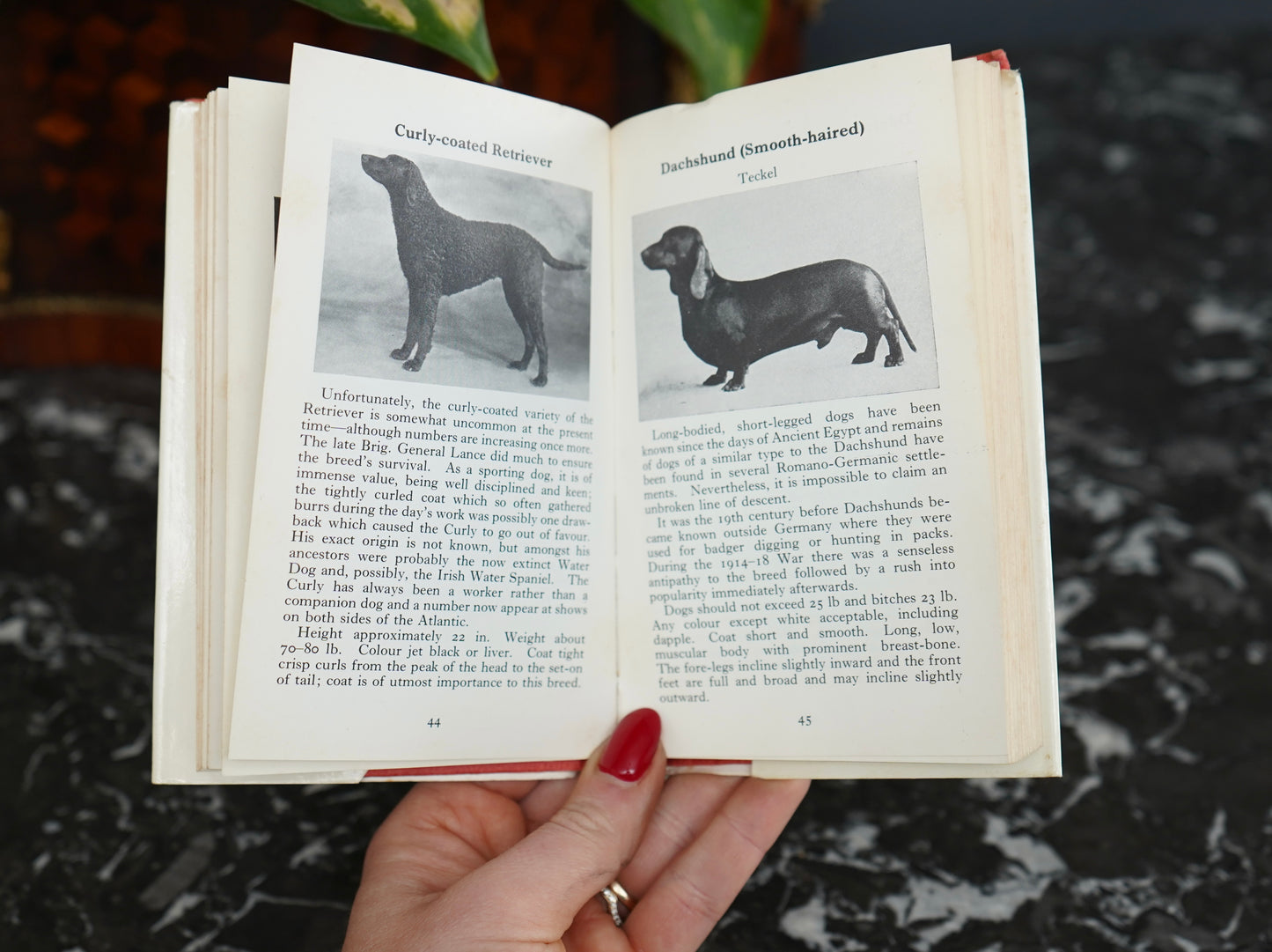 The Observer’s Book of Dogs (1970 Revised Edition) – Frederick Warne Pocket Series No. 8, Illustrated Vintage Dog Breed Guide
