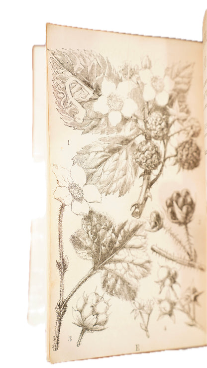Antique Our Woodlands & British Butterflies W.S. Coleman Routledge 1859-1860