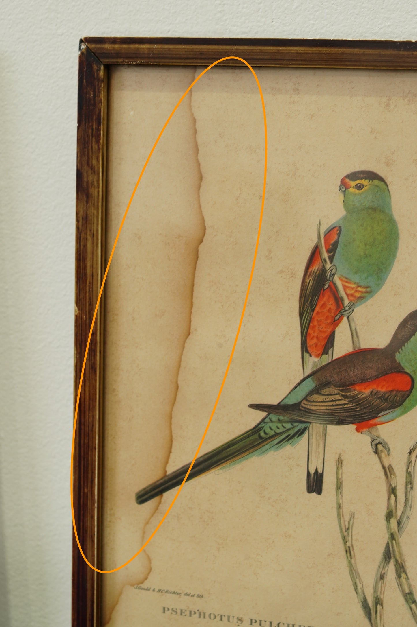 Set of 3 - Parrot Prints after John Gould