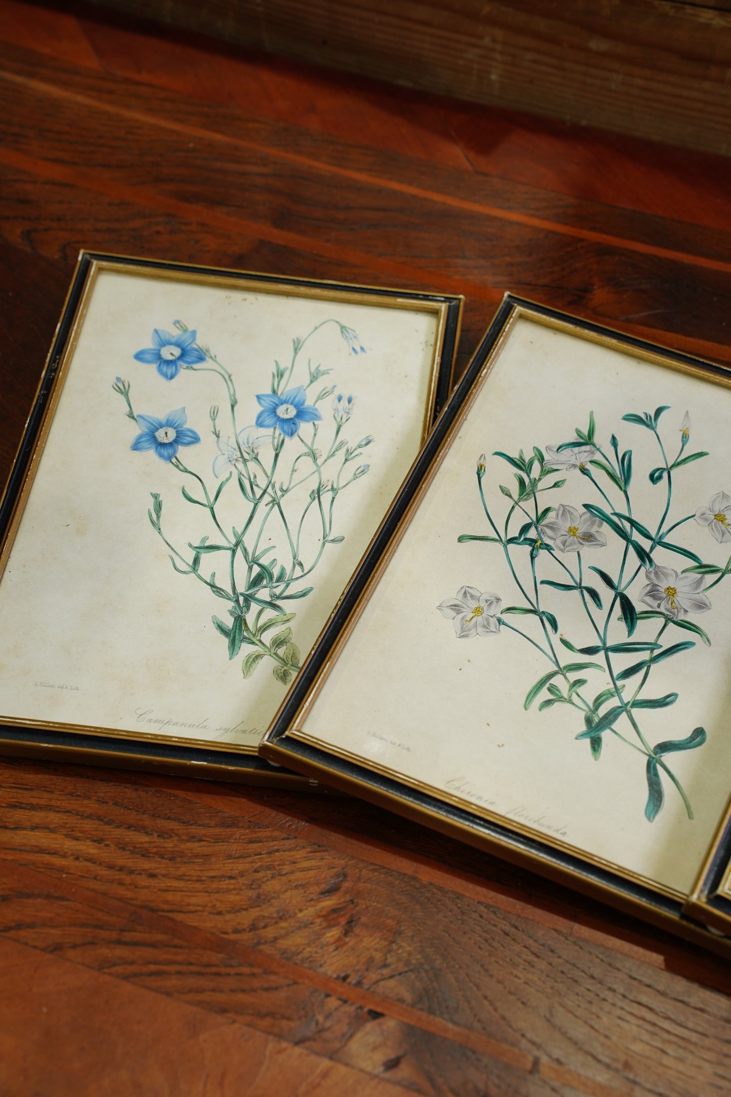 Antique Botanical Lithographs Set of Four, Hand Colored Flower Prints by S. Holden