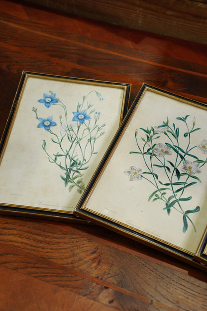 Antique Botanical Lithographs Set of Four, Hand Colored Flower Prints by S. Holden