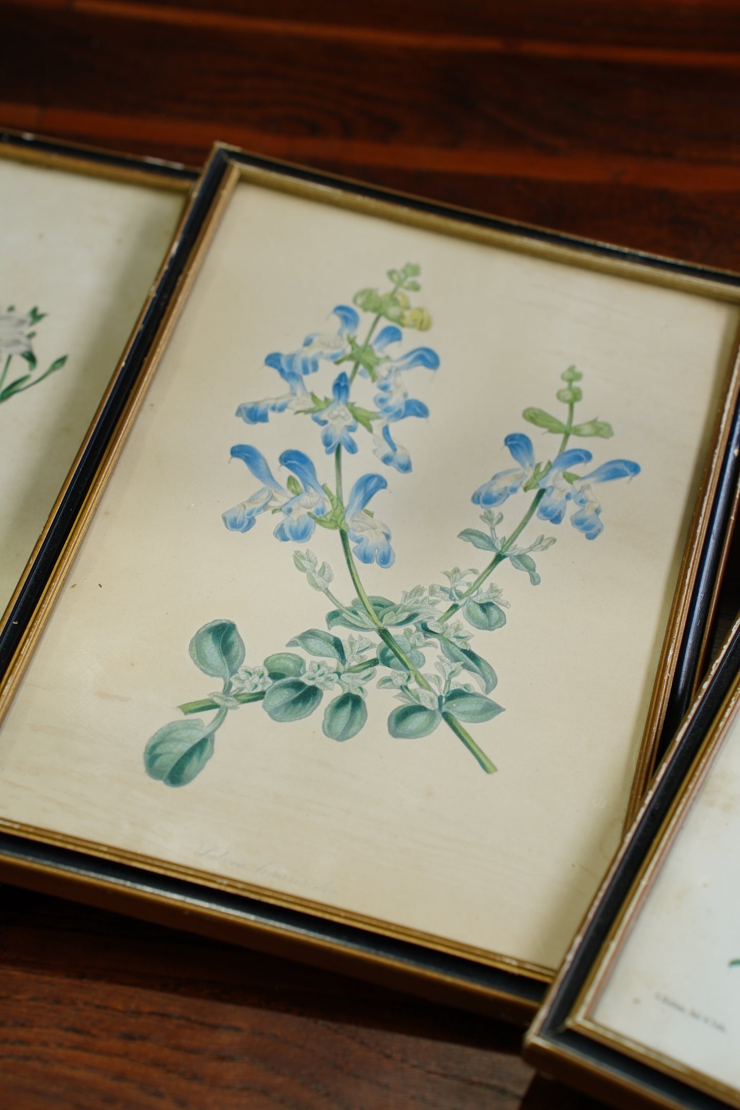 Antique Botanical Lithographs Set of Four, Hand Colored Flower Prints by S. Holden
