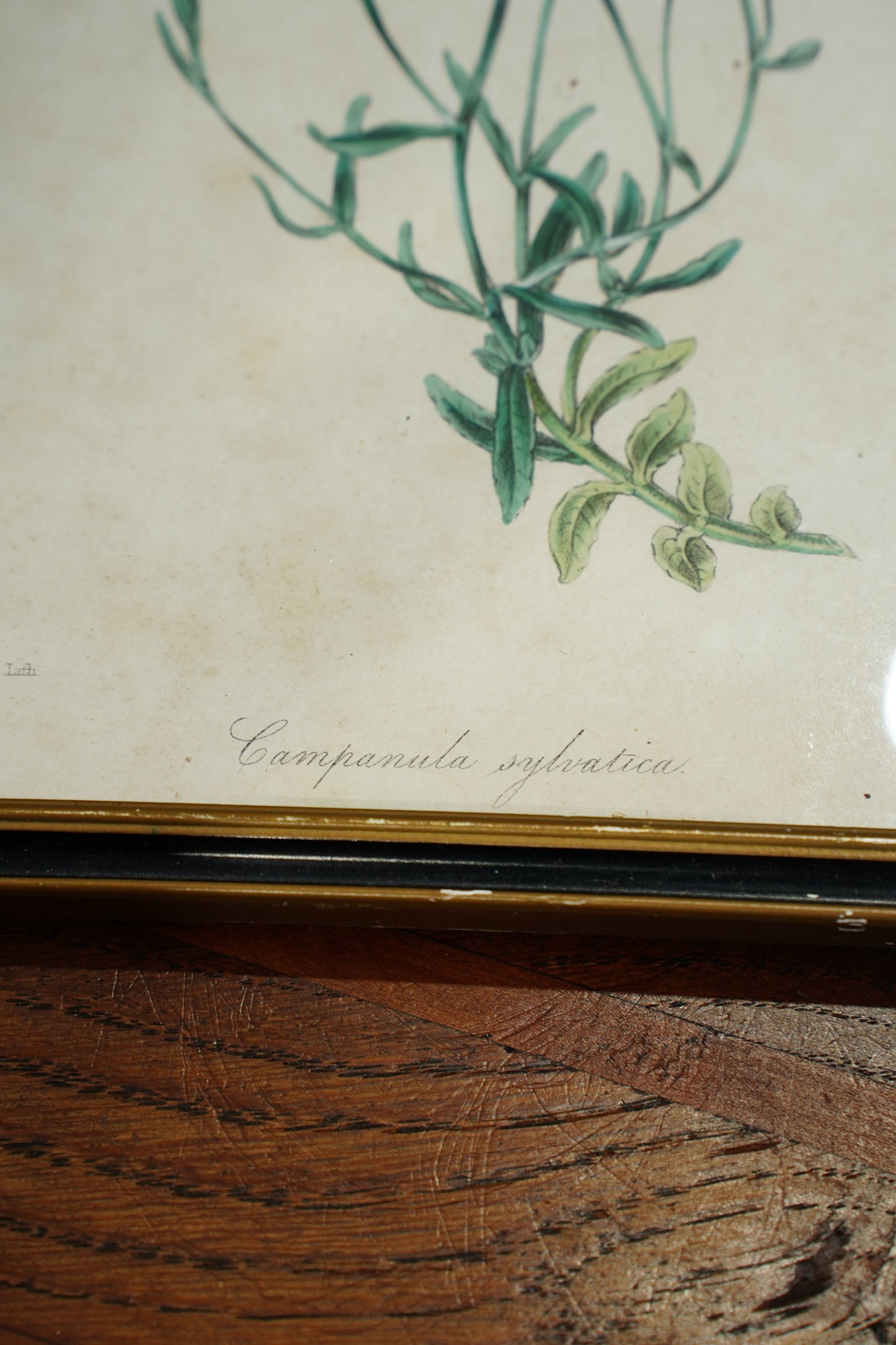 Antique Botanical Lithographs Set of Four, Hand Colored Flower Prints by S. Holden