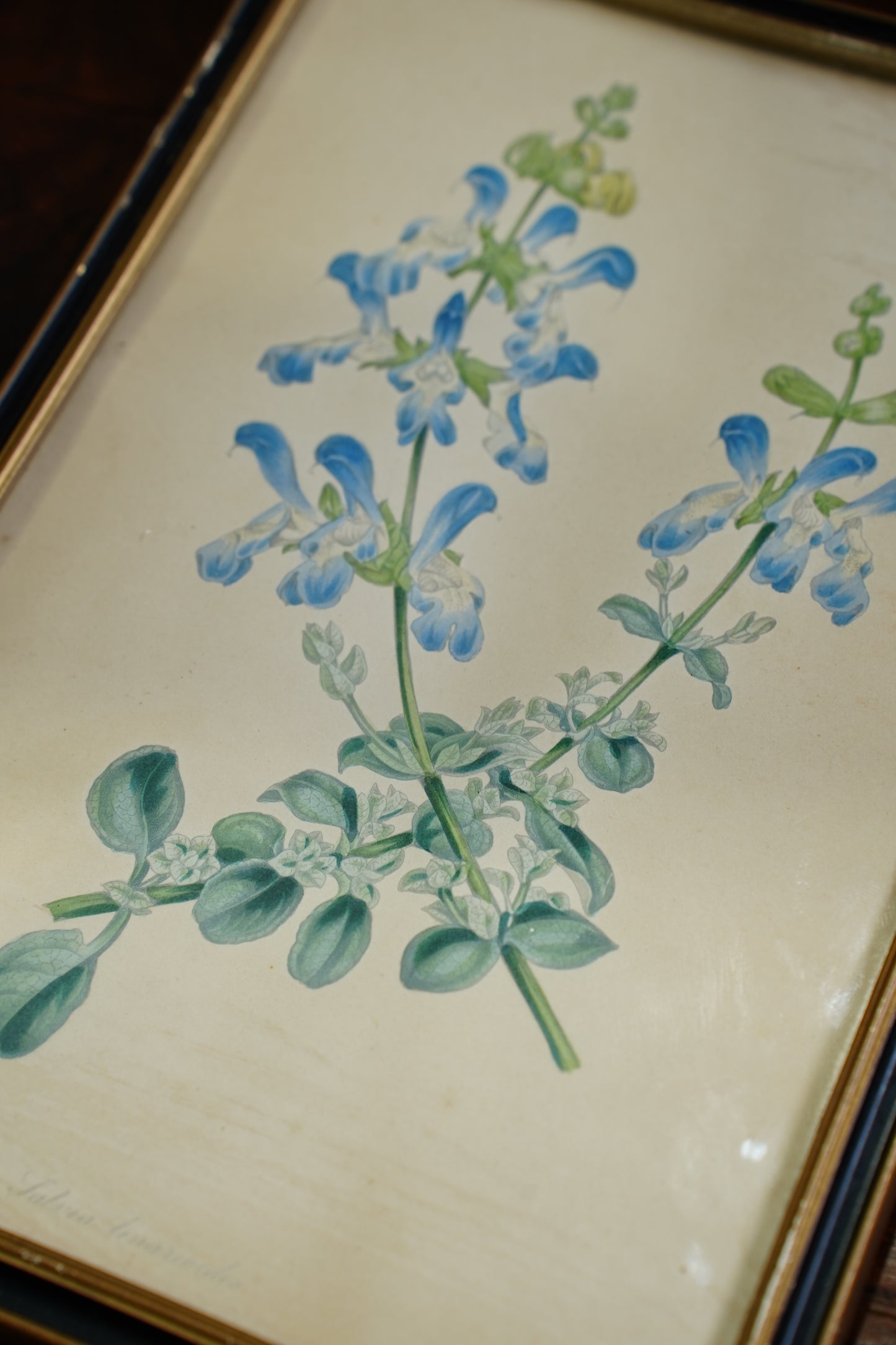 Antique Botanical Lithographs Set of Four, Hand Colored Flower Prints by S. Holden