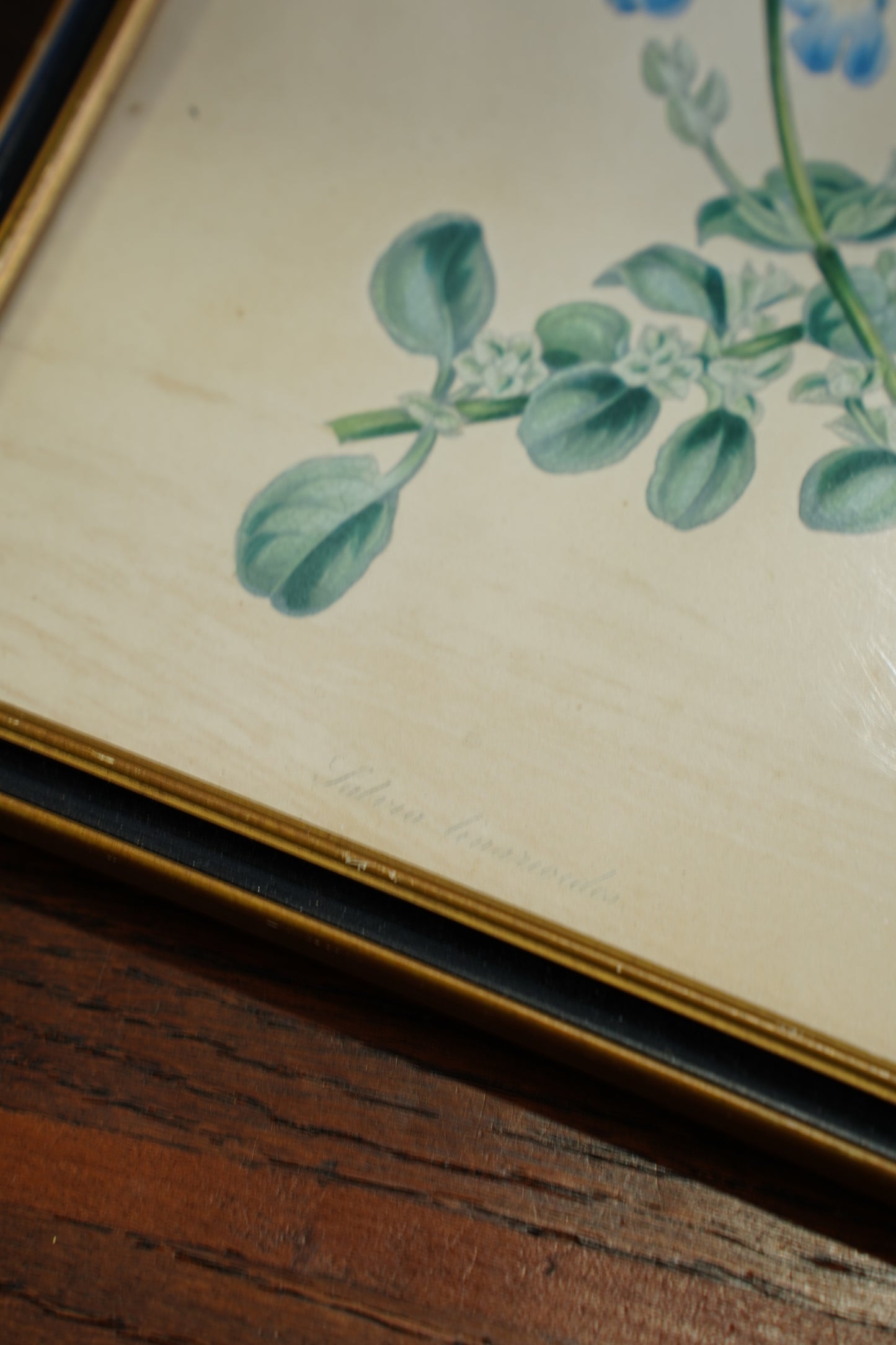 Antique Botanical Lithographs Set of Four, Hand Colored Flower Prints by S. Holden