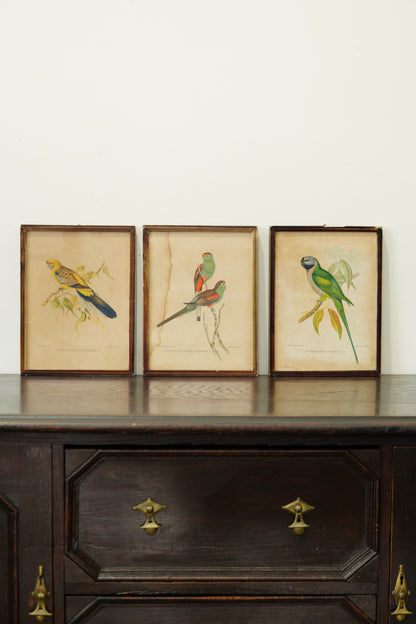 Set of 3 - Parrot Prints after John Gould