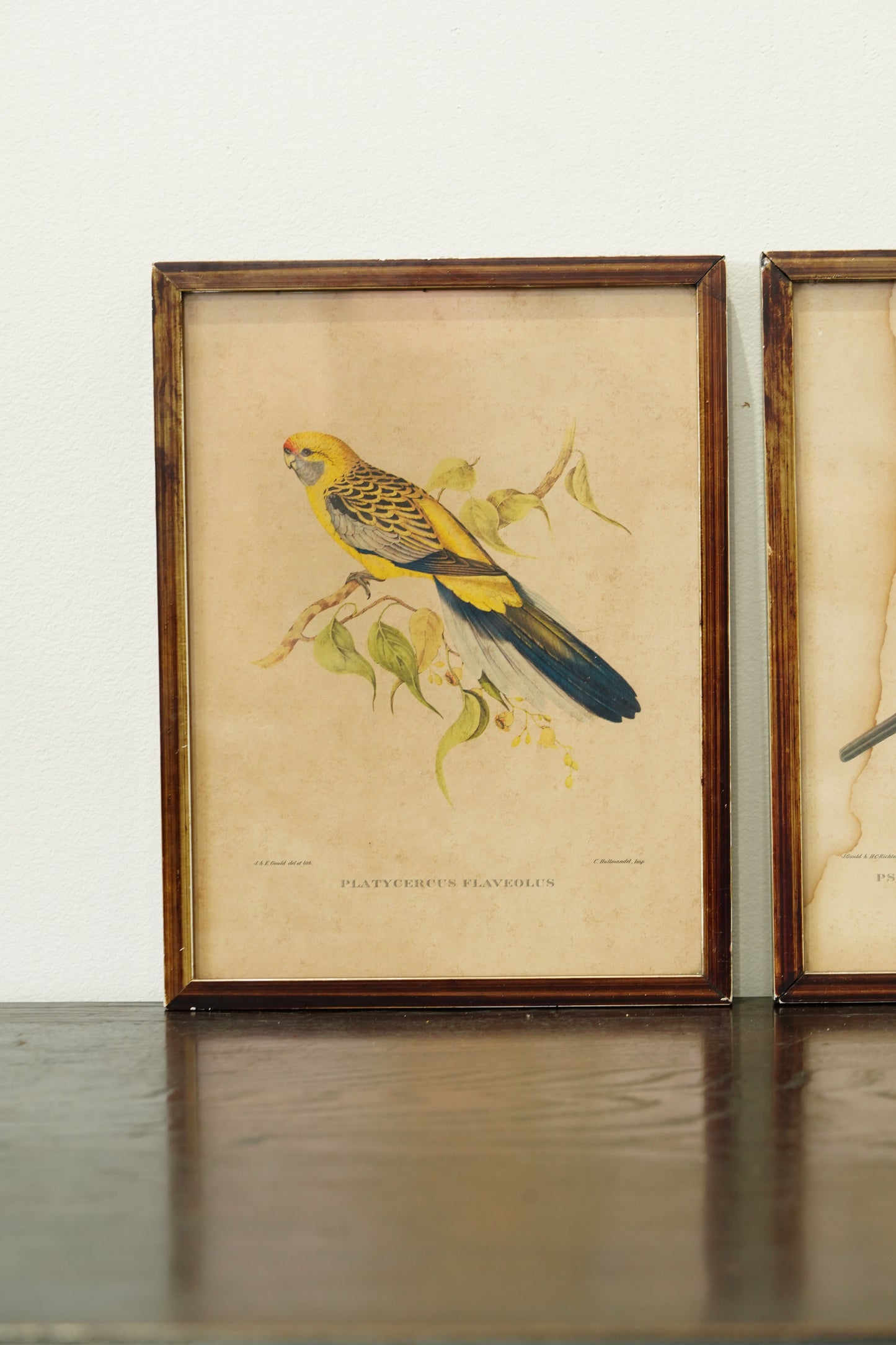Set of 3 - Parrot Prints after John Gould