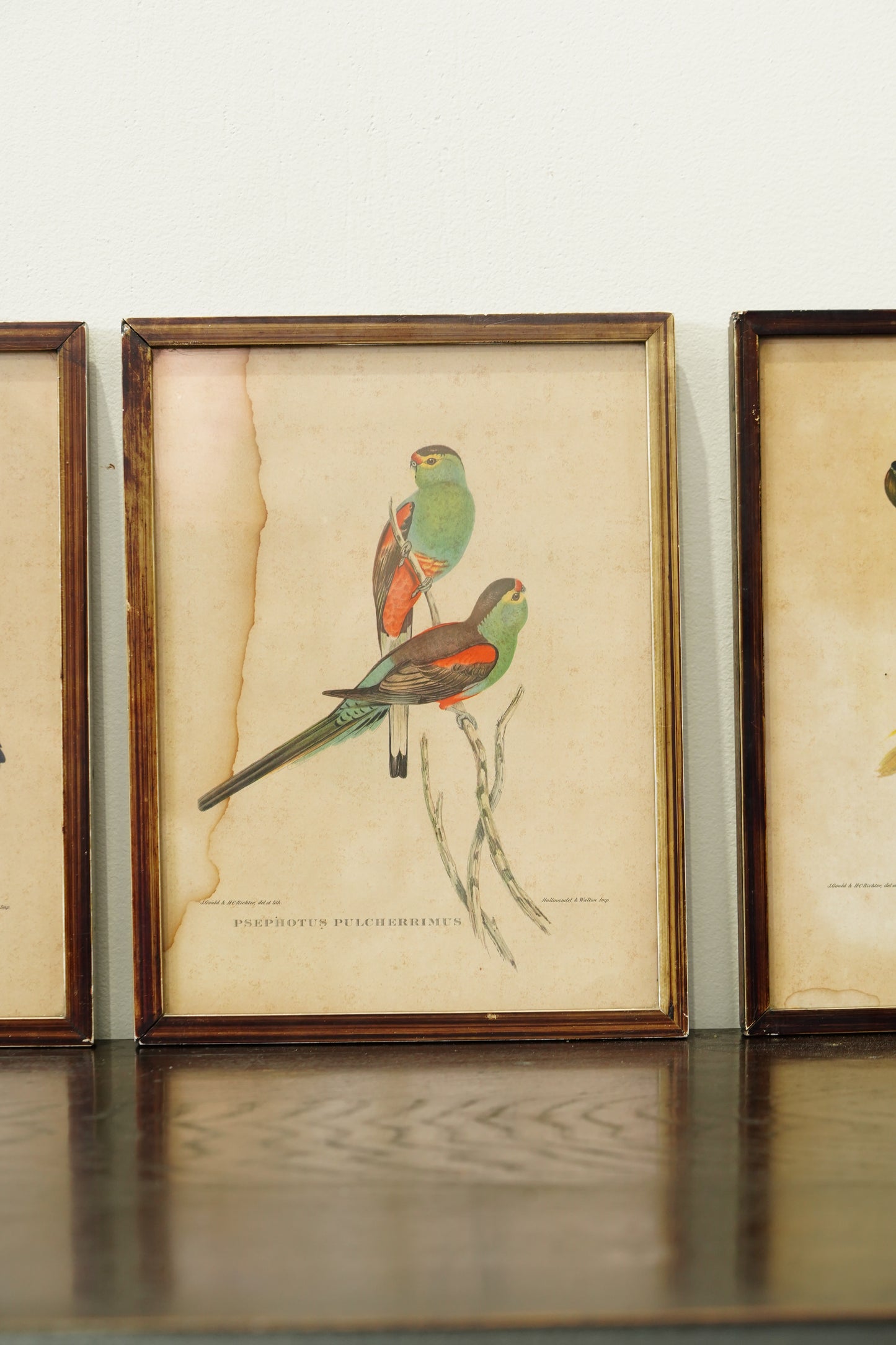 Set of 3 - Parrot Prints after John Gould