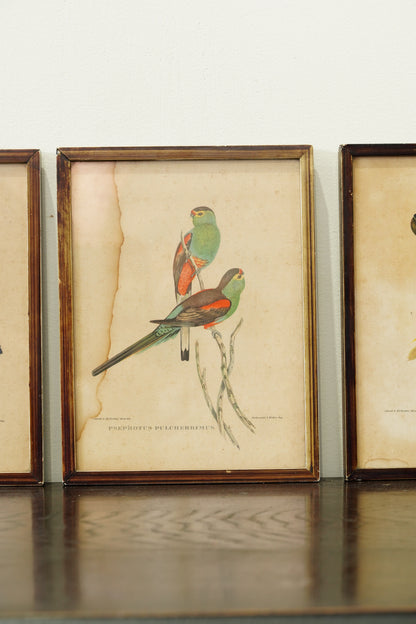 Set of 3 - Parrot Prints after John Gould