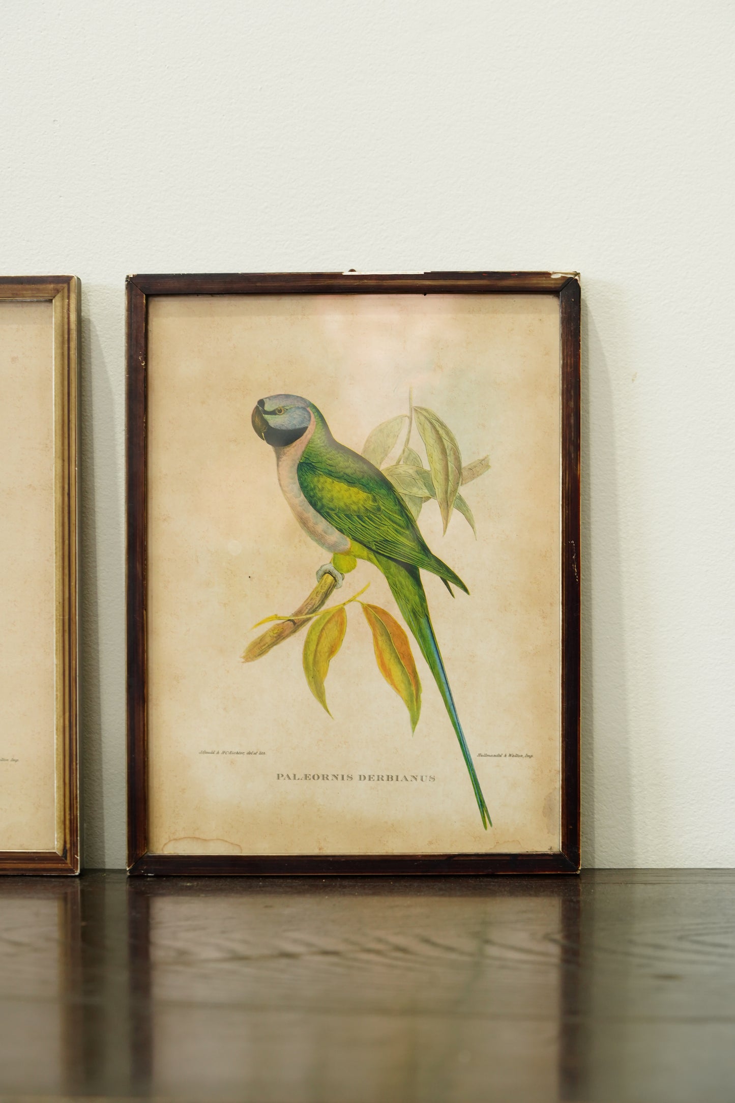 Set of 3 - Parrot Prints after John Gould