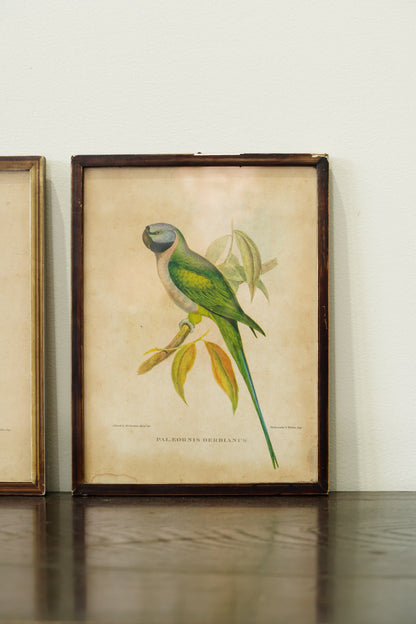 Set of 3 - Parrot Prints after John Gould