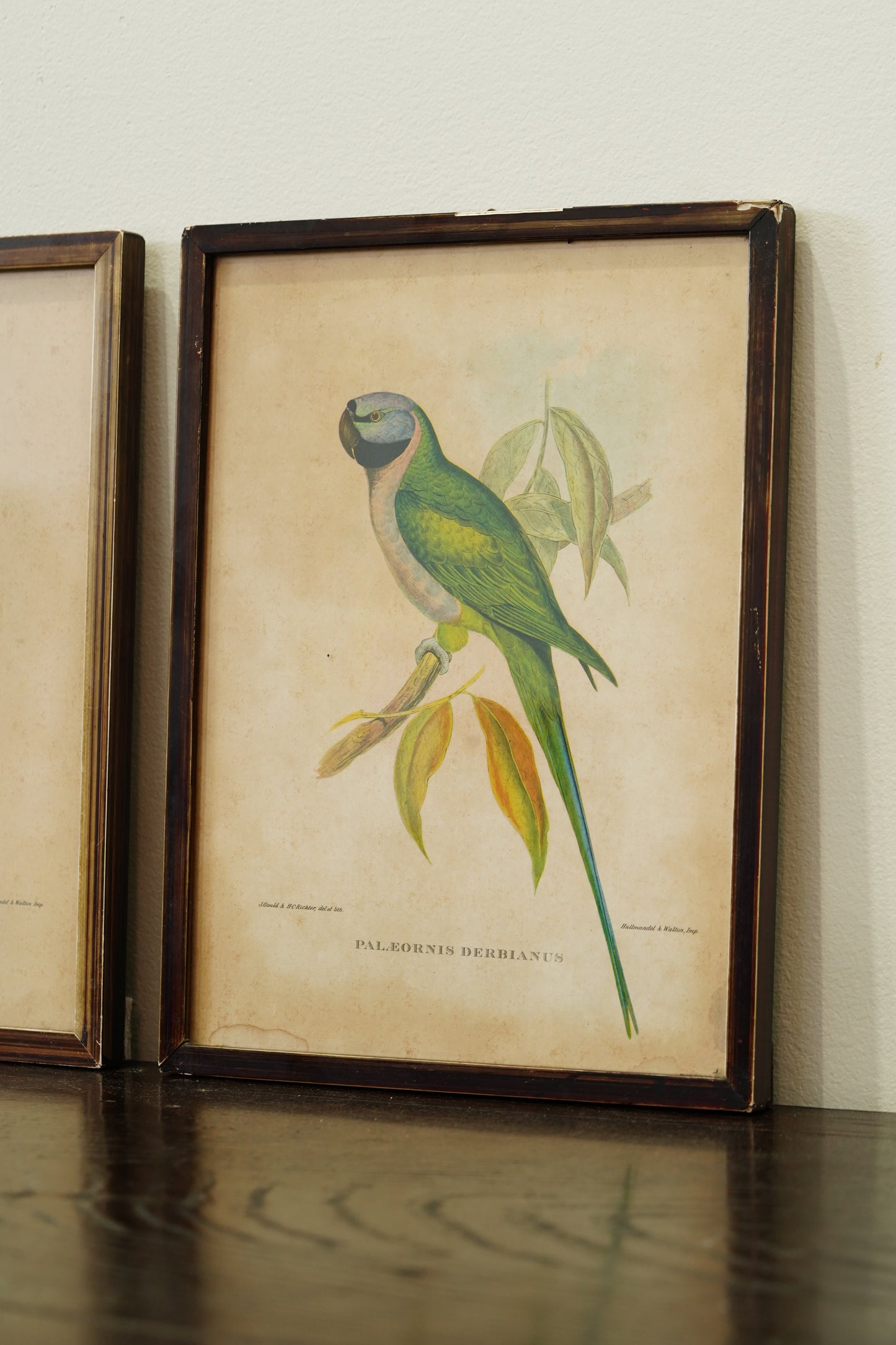 Set of 3 - Parrot Prints after John Gould