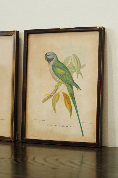 Set of 3 - Parrot Prints after John Gould