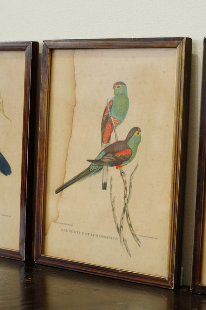 Set of 3 - Parrot Prints after John Gould
