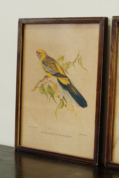 Set of 3 - Parrot Prints after John Gould