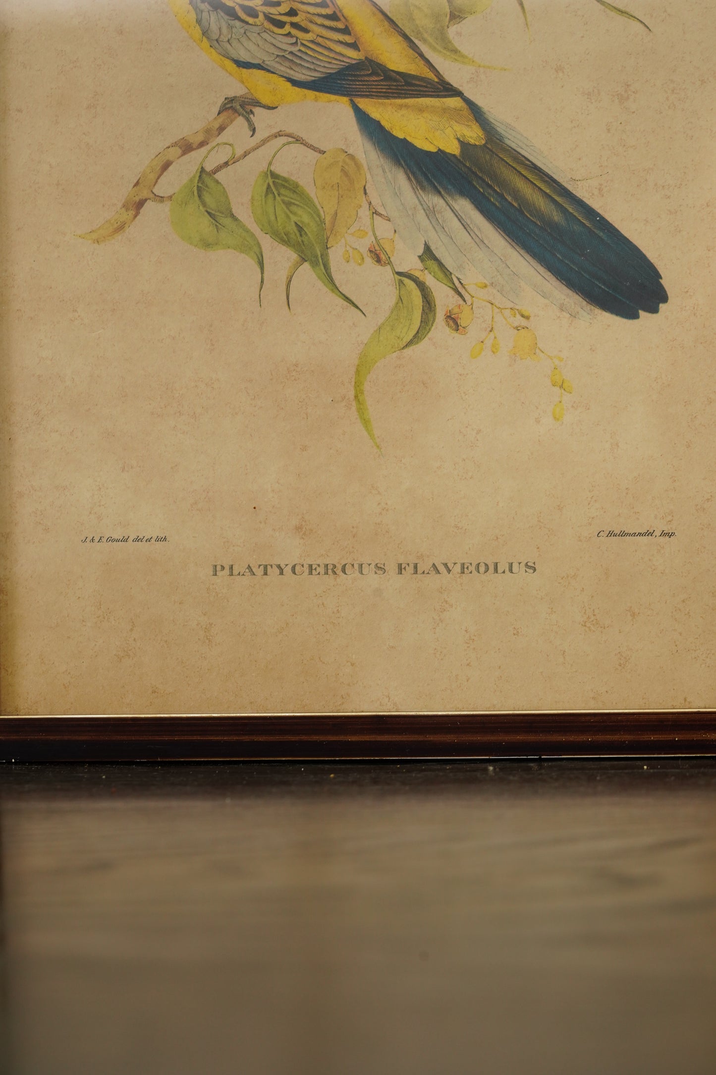 Set of 3 - Parrot Prints after John Gould