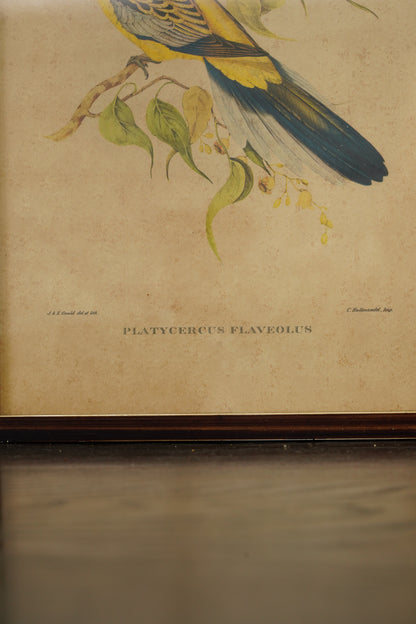 Set of 3 - Parrot Prints after John Gould