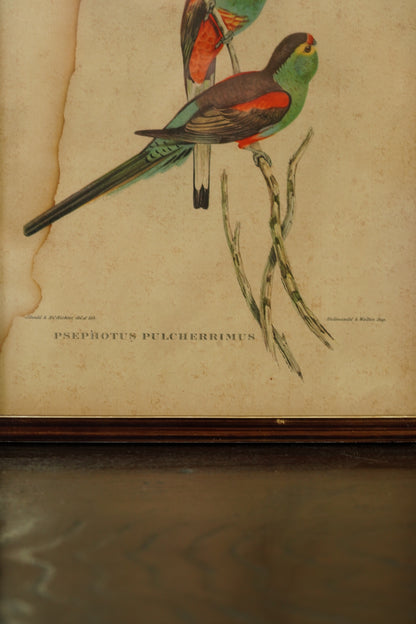 Set of 3 - Parrot Prints after John Gould