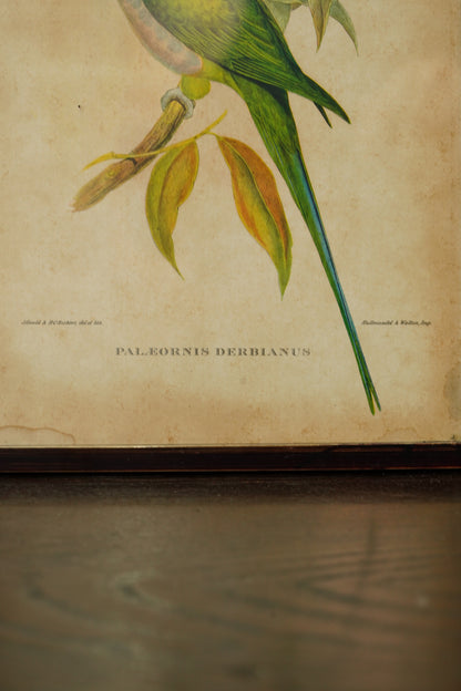 Set of 3 - Parrot Prints after John Gould