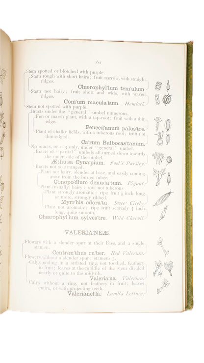 Antique H.G. Jameson Trees and Flowers of England and Wales 1909 Illustrated Guide