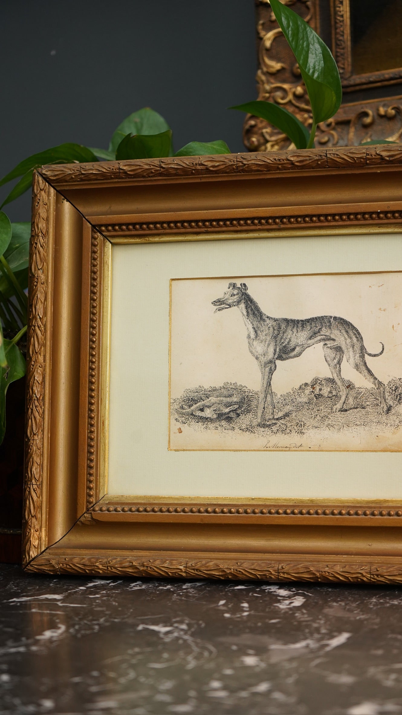 18th-Century British Sporting Etching of a Greyhound | After P. Murray, Delt.