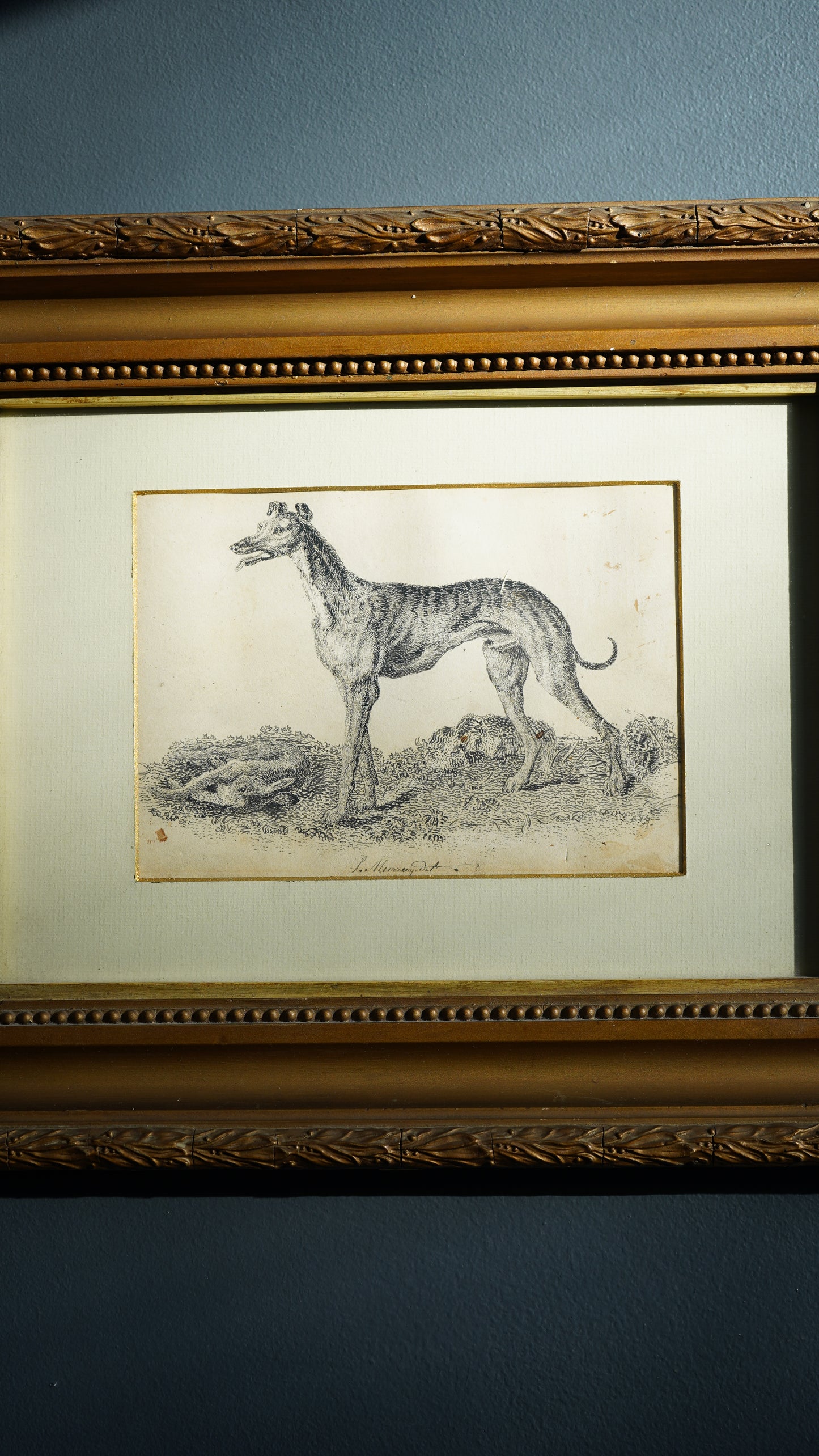 18th-Century British Sporting Etching of a Greyhound | After P. Murray, Delt.