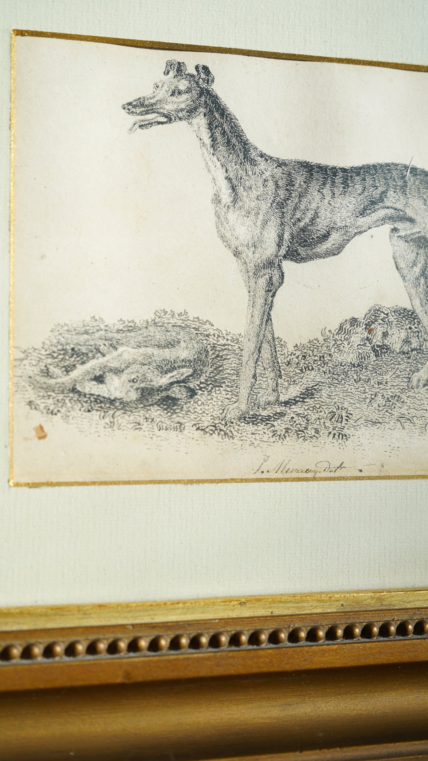 18th-Century British Sporting Etching of a Greyhound | After P. Murray, Delt.