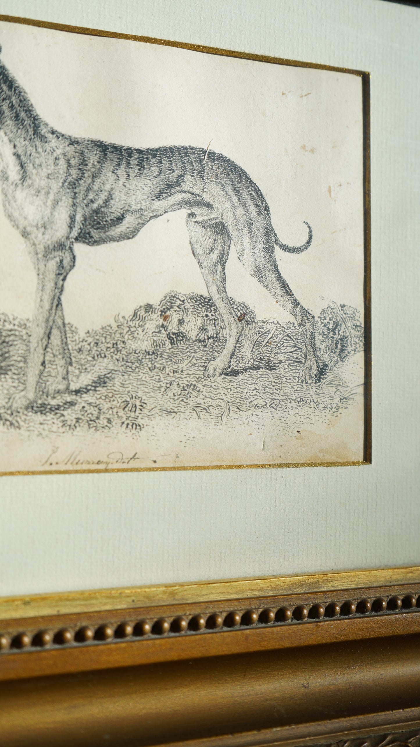 18th-Century British Sporting Etching of a Greyhound | After P. Murray, Delt.