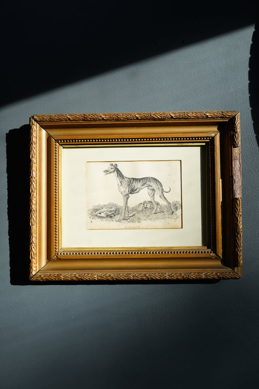 18th-Century British Sporting Etching of a Greyhound | After P. Murray, Delt.