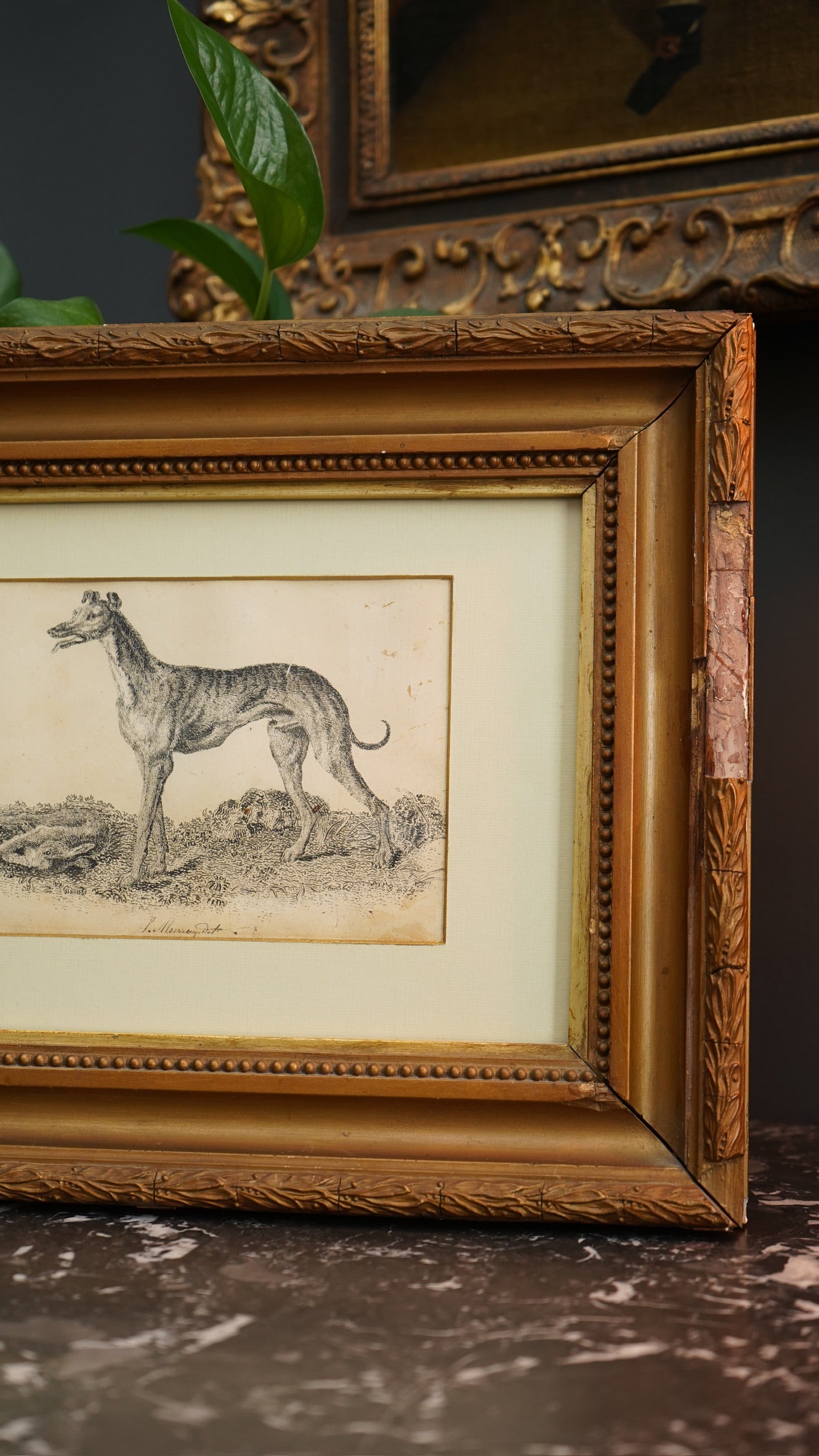 18th-Century British Sporting Etching of a Greyhound | After P. Murray, Delt.
