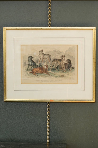 Antique Blackie & Son Hand-Colored Engraving, Wolves and Dogs
