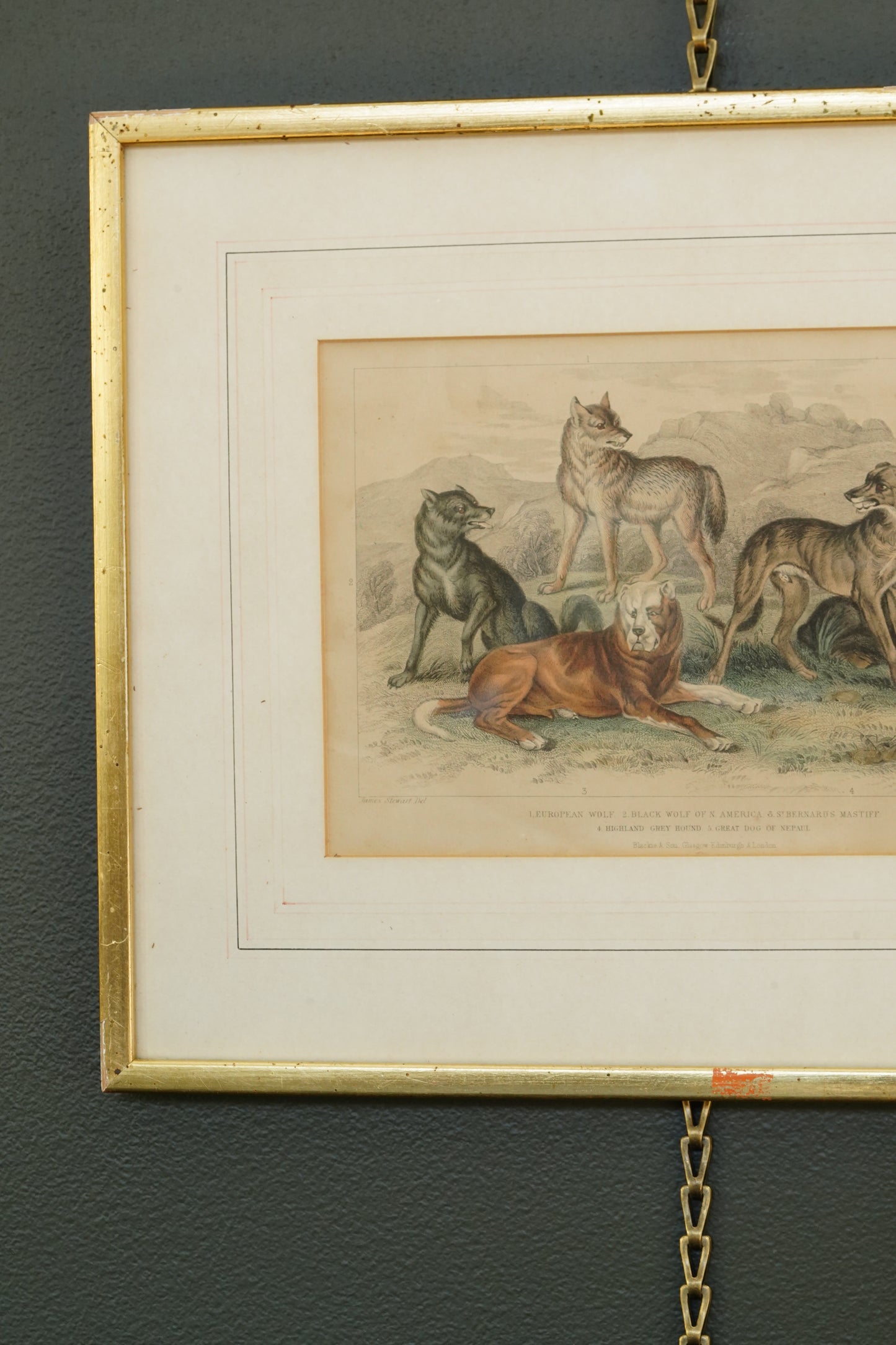 Antique Blackie & Son Hand-Colored Engraving, Wolves and Dogs