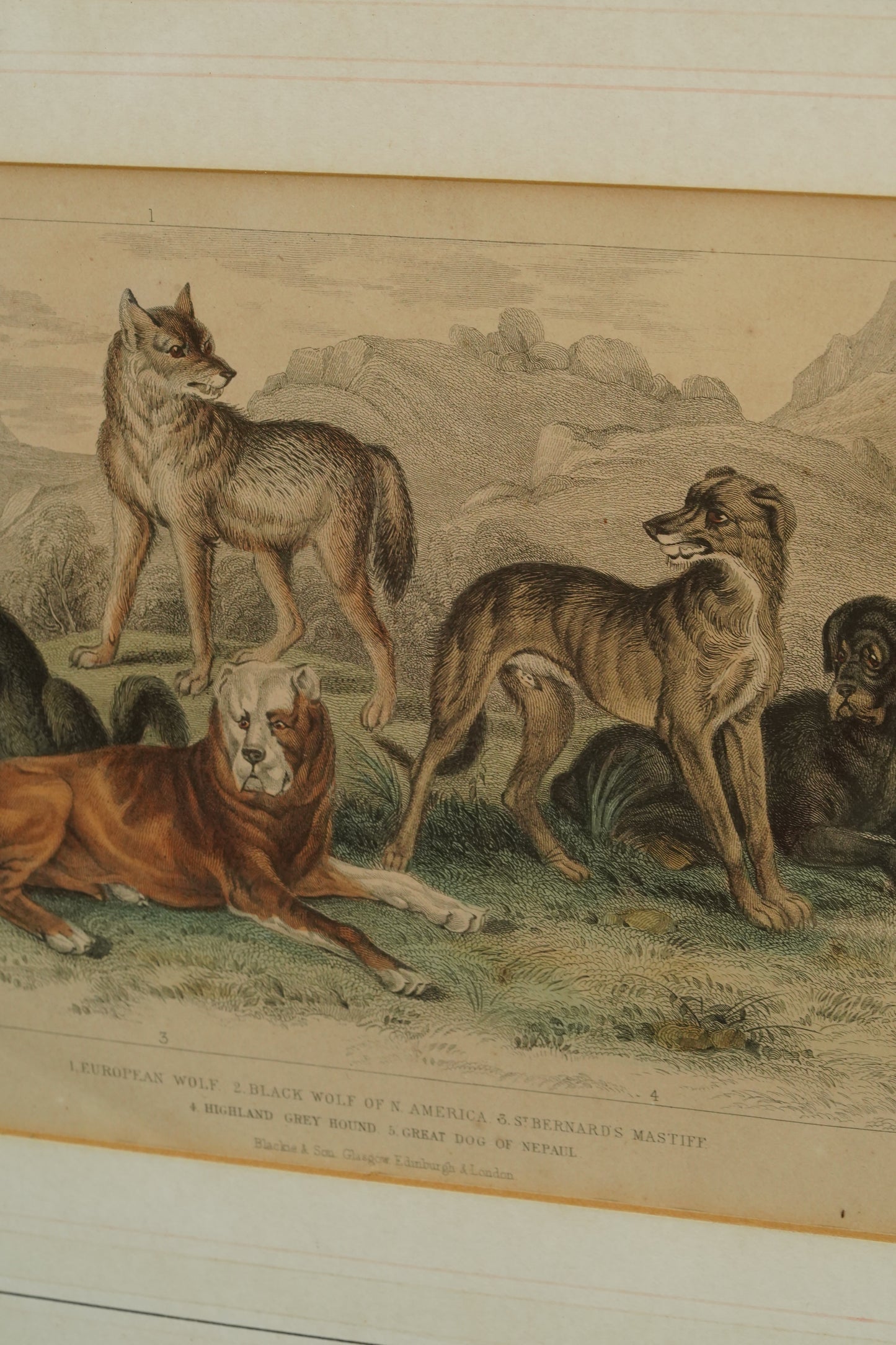 Antique Blackie & Son Hand-Colored Engraving, Wolves and Dogs