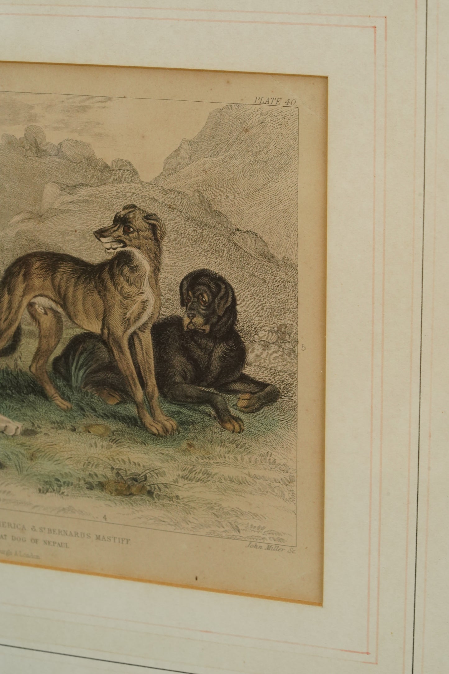 Antique Blackie & Son Hand-Colored Engraving, Wolves and Dogs