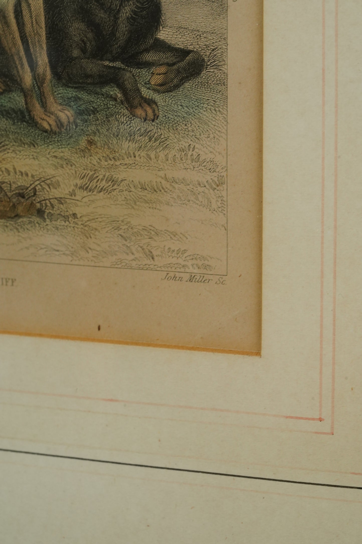 Antique Blackie & Son Hand-Colored Engraving, Wolves and Dogs