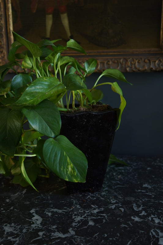 Mid-Century Japanese Black Tenmoku Glazed Terracotta Bonsai Pot | Wabi-Sabi Folk Craft Planter (8.75")